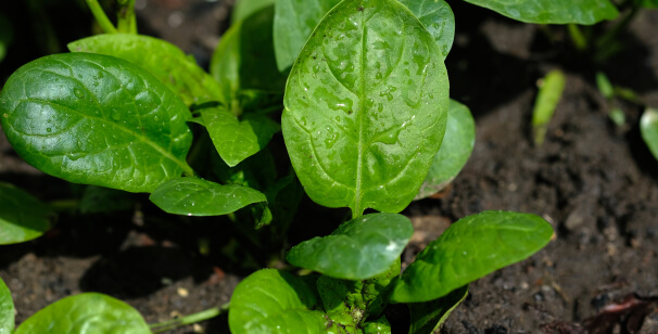 Nutrient Depletion in Modern Foods